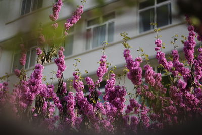 Close-up of pink flowers growing outdoors