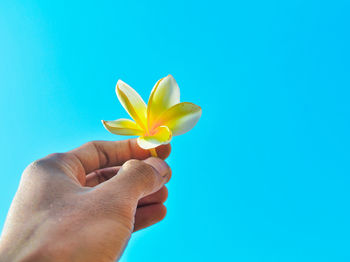 Cropped hand holding yellow flower against blue sky