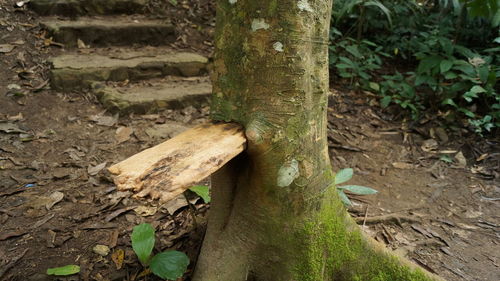 High angle view of tree trunk in forest