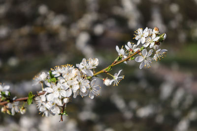 Close-up of white cherry blossoms in spring