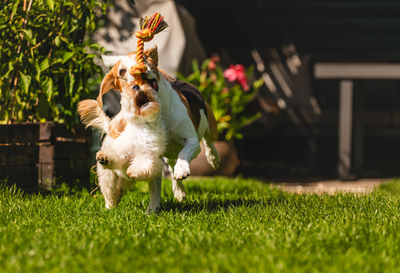Dog running on grassy field