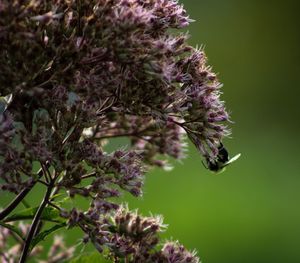 Close-up of insect on purple flower