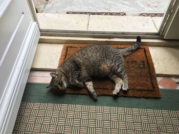 High angle view of cat on floor