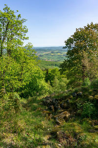 Scenic view of forest