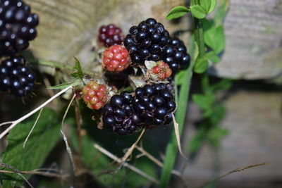 Close-up of blackberries growing on plant