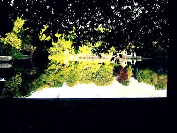 Reflection of trees in lake