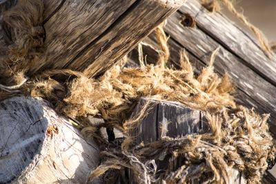 Close-up of wood