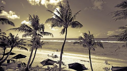Palm trees on beach against sky