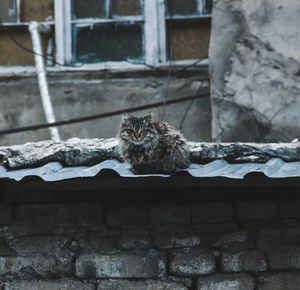 Portrait of cat sitting on retaining wall