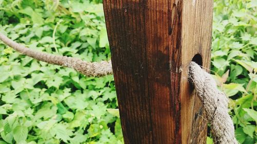 Close-up of lizard on tree trunk