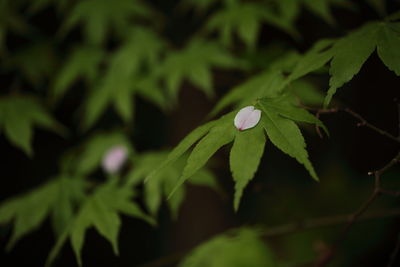 Close-up of green plant