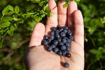 Picking or collecting fresh organic ripe blueberries on the bush with green leaves in summer,