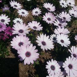 Close-up of white daisy blooming outdoors
