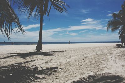 Palm tree on beach against sky