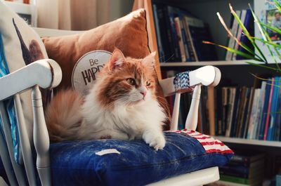 Cat relaxing on chair at home