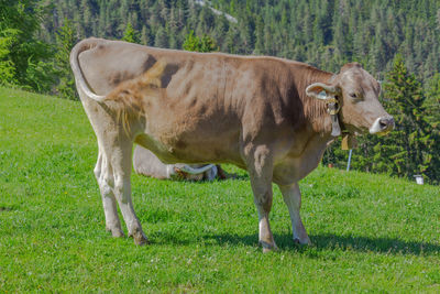 Cows grazing on field