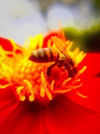 Close-up of insect on flower