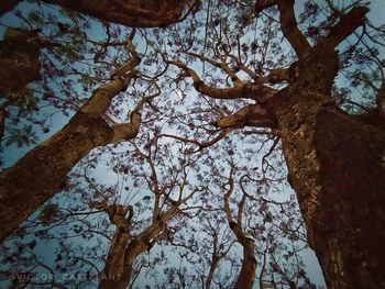 Low angle view of trees in forest against sky