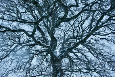 Low angle view of bare tree against sky