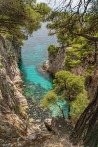 Pine trees on a rock over crystal clear turquoise water near cape armando at skopelos island