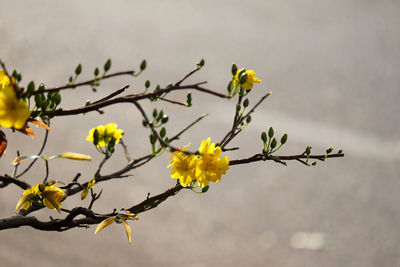 Close-up of yellow flowering plant against sky