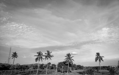 Palm trees on landscape against sky