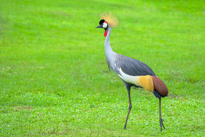 Bird on a field