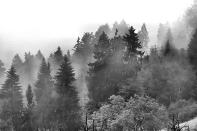 Trees in forest against sky