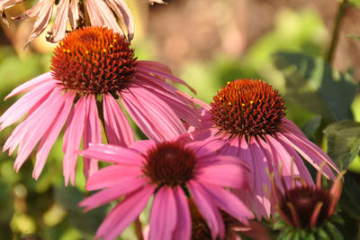 Close-up of pink flower