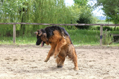 View of a dog on field