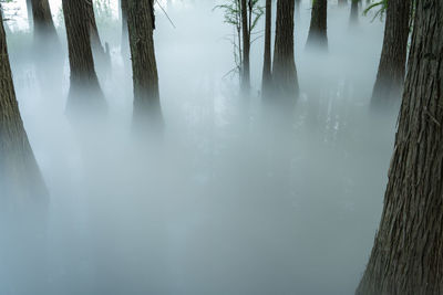 Abstract foggy forest