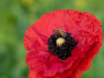A bee on a red poppy flower