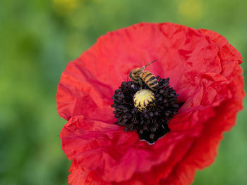 Close-up of red poppy flower