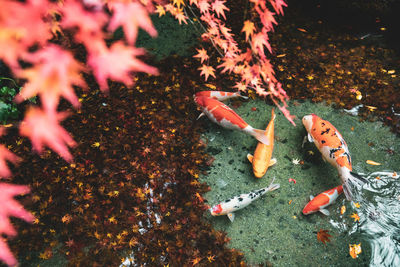View of koi fish in a japanese garden