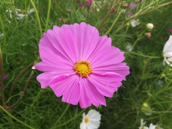 Close-up of cosmos flower blooming outdoors