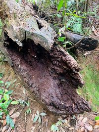 High angle view of log on field in forest