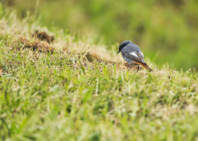 Bird perching on a field
