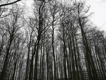 Low angle view of bare trees in forest