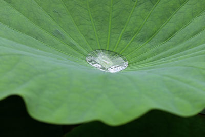 Close-up of water drops on leaf