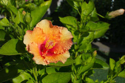 Close-up of hibiscus on plant