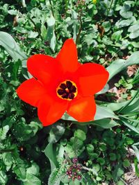 Close-up of orange poppy blooming outdoors