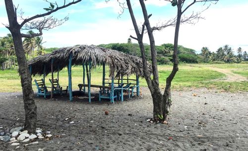 Trees growing in park