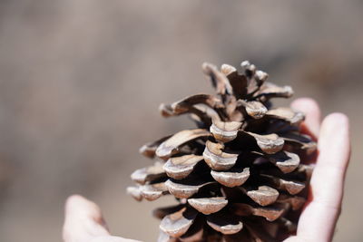 Close-up of hand holding pine cone