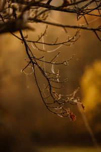 Close-up of dried plant
