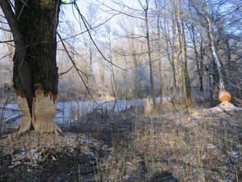 Bare trees in forest during winter