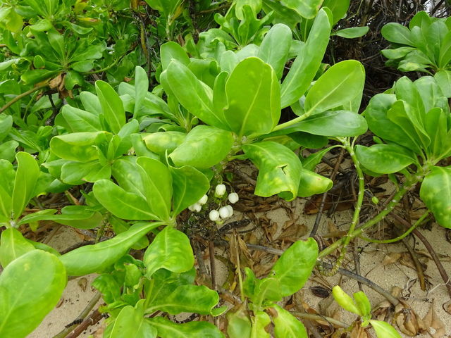 Close-up of green plant | ID: 101120411