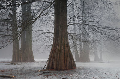 Trees on snow covered landscape