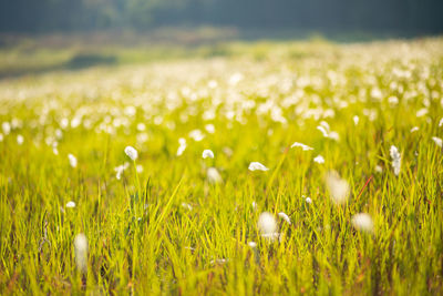 Close-up of white flowering plants on field