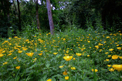 Close-up of yellow flowering plants on field
