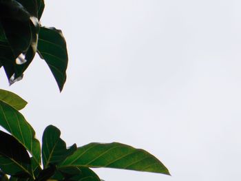 Close-up of leaves against clear sky